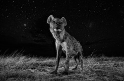 Urheber der Abbildung: Will Burrard-Lucas, SWPA 2017