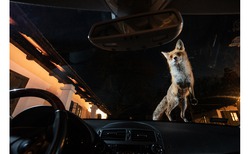 Urheber der Abbildung: Milan Radisics, Wildlife & Nature, SWPA 2022